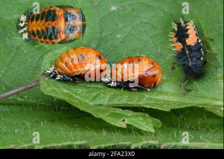 Sette-spot ladybird, sevenspot ladybird, 7-spot ladybird (Coccinella septempunctata), larve su una foglia, Germania, Nord Reno-Westfalia, Bergisches Foto Stock