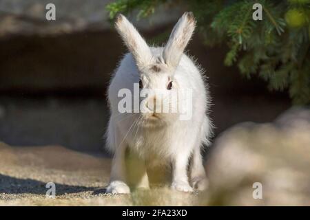 Lepre alpina, lepre blu, lepre montana, lepre bianca, lepre artica eurasiatica (Lepus timidus varronis, Lepus varronis), guardando nella telecamera, Foto Stock