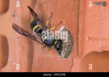 Vasaio wasp (Ancistrocerus nigricornis), femmina sigilla il tubo di nidificazione con argilla, Germania Foto Stock