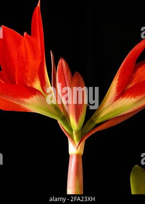 amaryllis (Hippeastrum Hybride), boccioli di fiori su sfondo nero Foto Stock