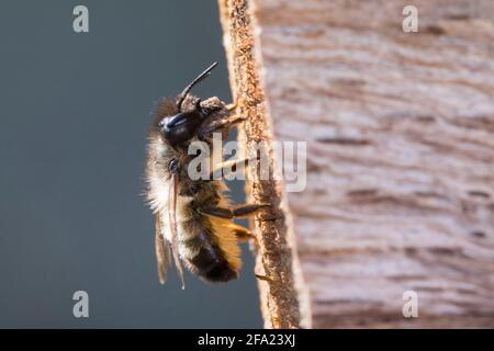 Ape di muratore rosso (Osmia rufa, Osmia bicornis), femmina che sigilla il nido con sabbia, argilla o terreno, Germania Foto Stock