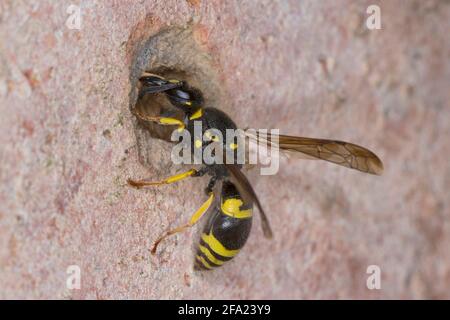 Vespa Potter (Ancistrocerus nigricornis), entrata seeling femminile con argilla, Germania Foto Stock