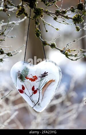 cuore fatto di ghiaccio con materiali naturali racchiusi come fianchi di rose, ramoscelli, piume, bacche di rowan, foglia d'argento , Germania Foto Stock