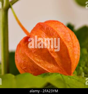 Lanterna cinese, giapponese lanterna, inverno ciliegia, fragola pomodoro (Physalis alkekengi var. franchetii, Physalis franchetii), frutta Foto Stock