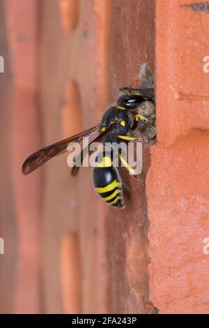 Vasaio wasp (Ancistrocerus nigricornis), femmina sigilla il tubo di nidificazione con argilla, Germania Foto Stock