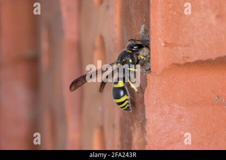 Vasaio wasp (Ancistrocerus nigricornis), femmina sigilla il tubo di nidificazione con argilla, Germania Foto Stock