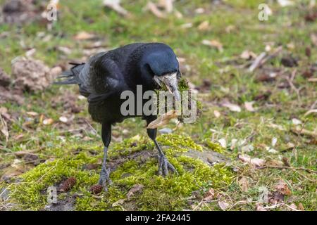 rook (Corvus frugilegus), raccoglie muschio per la costruzione del nido, Germania, Baviera Foto Stock