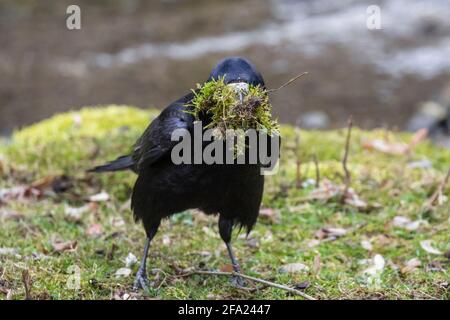 rook (Corvus frugilegus), raccoglie muschio per la costruzione del nido, Germania, Baviera Foto Stock