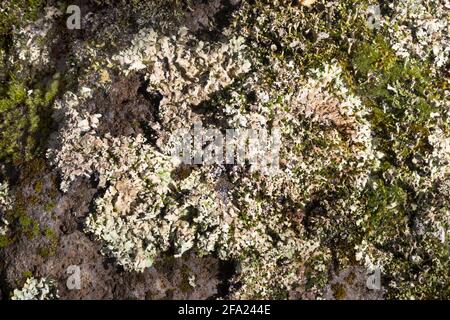Shield Lichen, lichen scudo salato, crottle (Parmelia saxatilis), su una roccia, Islanda Foto Stock