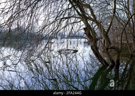 Pianura alluvionale all'alba, riserva naturale Bislicher Insel, Germania, Nord Reno-Westfalia, basso Reno, Xanten Foto Stock