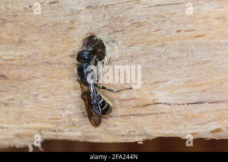 Forbice (Osmia florisonmis, Chelostoma florisomne), femmina al nido, sigilla l'ingresso, Germania Foto Stock