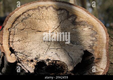 ceppo di albero tagliato che mostra anelli di età Foto Stock