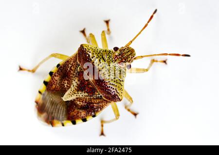 Bug padre, bug madre (Elasmucha grisea), vista dall'alto, ritaglio, Austria Foto Stock