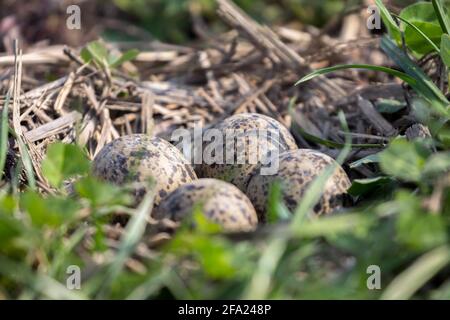 vappatura settentrionale (Vanellus vanellus), frizione con quattro uova in un prato, Germania, Baviera Foto Stock