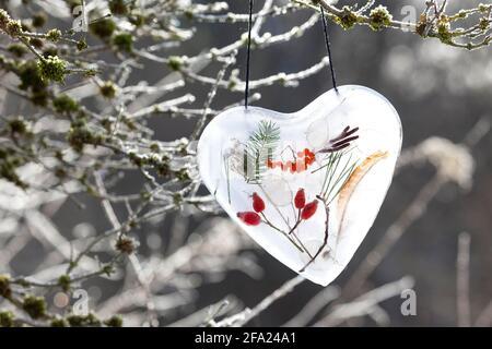 cuore fatto di ghiaccio con materiali naturali racchiusi come fianchi di rose, ramoscelli, piume, bacche di rowan, foglia d'argento , Germania Foto Stock