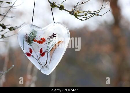 cuore fatto di ghiaccio con materiali naturali racchiusi come fianchi di rose, ramoscelli, piume, bacche di rowan, foglia d'argento , Germania Foto Stock