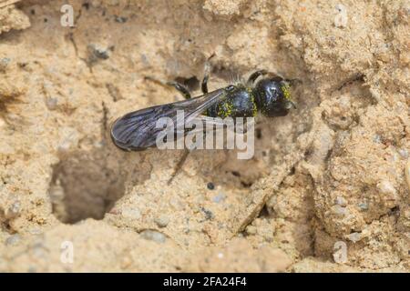 Forbice (Osmia florisonmis, Chelostoma florisomne), femmina che raccoglie argilla per sigillare l'ingresso, Germania Foto Stock