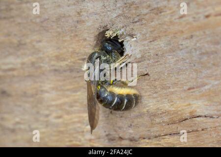 Forbice (Osmia florisonmis, Chelostoma florisomne), femmina al nido, sigilla l'ingresso, Germania Foto Stock