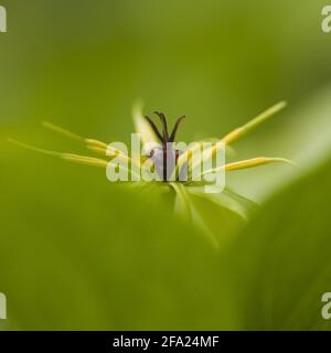 Herb Paris (quadrifolia di Parigi), fiore, Austria Foto Stock