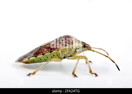 Bug padre, bug madre (Elasmucha grisea), vista laterale, ritaglio, Austria Foto Stock