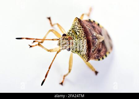 Bug padre, bug madre (Elasmucha grisea), vista dall'alto, ritaglio, Austria Foto Stock