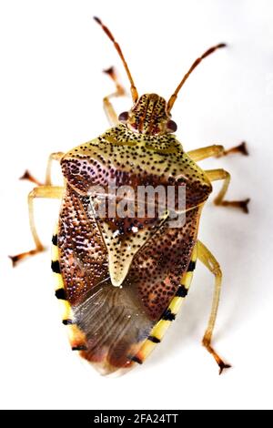 Bug padre, bug madre (Elasmucha grisea), vista dall'alto, ritaglio, Austria Foto Stock