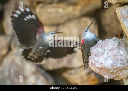 Wallsuperriduttore (Tichodroma muraria), due femmine, Austria, Tirolo Foto Stock