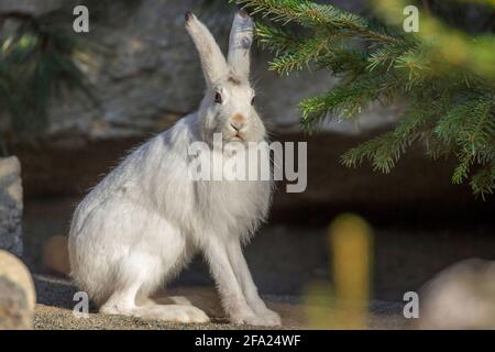 Lepre alpina, lepre blu, lepre montana, lepre bianca, lepre artica eurasiatica (Lepus timidus varronis, Lepus varronis), siede di fronte ad una roccia Foto Stock