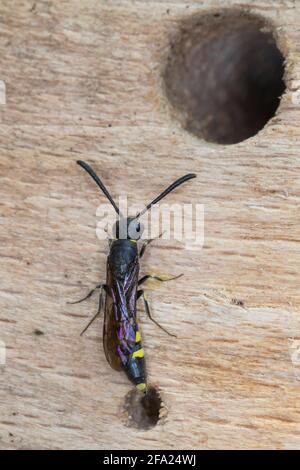 Wasp comune europeo sapigid (Sapyga clavicornis, Monosapyga clavicornis), donna in un aiuto di nidificazione delle api, Germania Foto Stock
