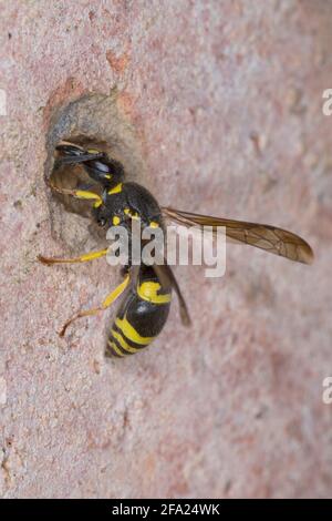 Vespa Potter (Ancistrocerus nigricornis), entrata seeling femminile con argilla, Germania Foto Stock