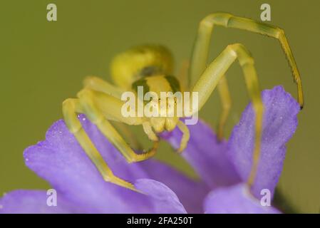 Ragno di granchio di oro (Misumena vatia), siede su un fiore, Germania, Nord Reno-Westfalia Foto Stock