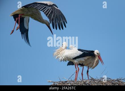 22 aprile 2021, Hessen, Biebesheim: Una cicogna bianca vola su un altro paio di cicogne bianche (Ciconia ciconia) sotto un cielo blu luminoso. Il tempo dovrebbe continuare a mostrare il suo lato di primavera nei prossimi giorni. Foto: Boris Roessler/dpa Foto Stock