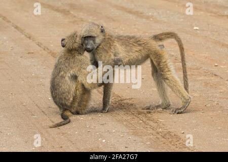 Due giovani babbuini Chacma che si abbracciano l'un l'altro, super carino. Kruger National Park. Foto Stock