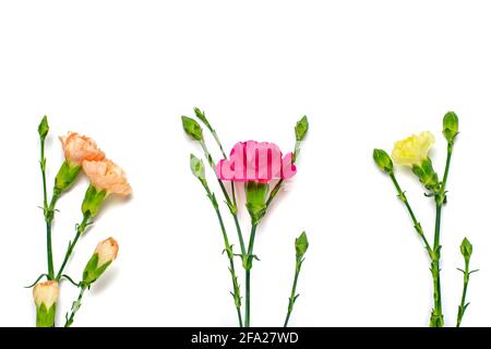 Bouquet di fiori di garofano rosa isolato su sfondo bianco Vista dall'alto Flat Lay Holiday card 8 marzo, Happy San Valentino, Mamma, Memorial Foto Stock