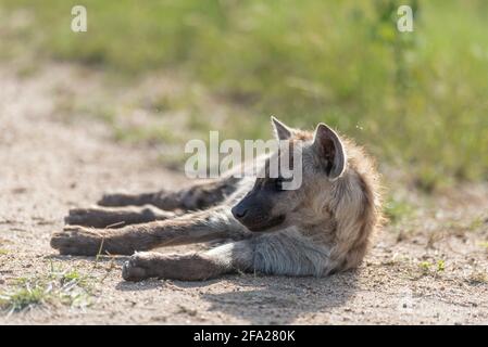 Piccolo cucciolo di Hyena punteggiato, adagiato sulla sabbia e godendosi il sole del mattino, Kruger National Park. Foto Stock