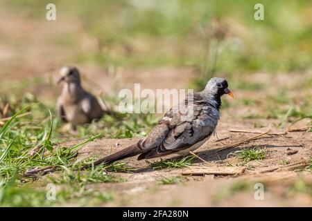 Namaqua dove - Oena capensis, beatful piccola colomba da savana africana e cespugli, lago Ziway, Etiopia. Foto Stock