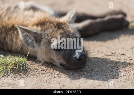 Primo piano di un piccolo cucciolo di Hyena punteggiato mentre si posa nella sabbia e si gode il sole del mattino, Kruger National Park. Foto Stock