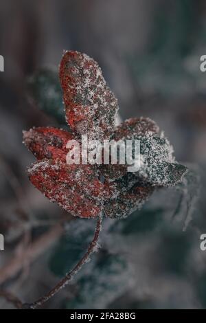 Primo piano di foglie e piante ricoperte di hoarfrost Foto Stock