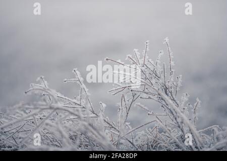 Gelo mattutino sull'erba Foto Stock