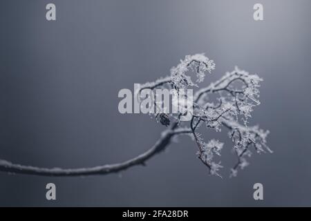 Gelo mattutino sull'erba Foto Stock