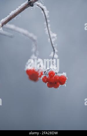 Ramo di rowan con bacche rosse ricoperte di neve Foto Stock