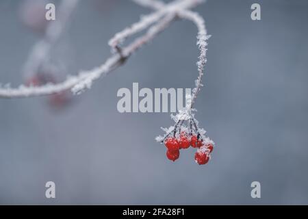 Ramo di rowan con bacche rosse ricoperte di neve Foto Stock