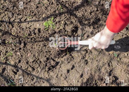 Agricoltura in primavera. Una donna con un piccolo rastrello terra sciolta per piantare semi di pianta. Foto Stock