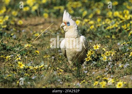 Poco Corella alimentando in pascolo ruvida Cacatua sanguinea (gara pastinator) Western Australia BI003646 Foto Stock