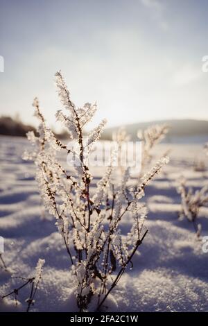 Surgelati su un campo innevato. Il legno di spazzolatura sembra geloso. Il sole scintilla attraverso i cristalli di ghiaccio durante una bella giornata di sole in Germania, Europa. Foto Stock