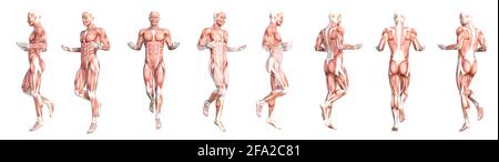 Anatomia concettuale sano skinless sistema muscolare del corpo umano set. Giovane adulto atletico che posa per l'educazione, lo sport di fitness, la medicina Foto Stock