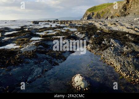 Costa del Galles occidentale a Aberwennol Bay, Borth, Ceredigion Foto Stock