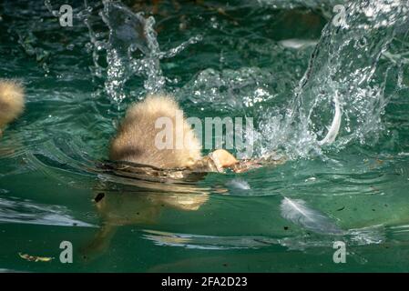 anatroccolo immersione in stagno di acqua Foto Stock