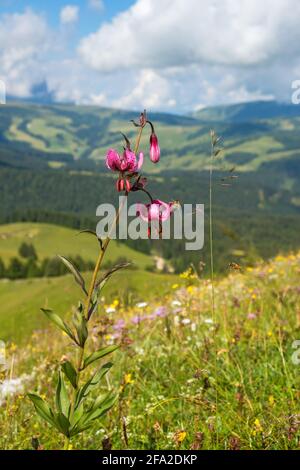 Fiore giglio Martagon in una splendida vista panoramica delle alpi Foto Stock