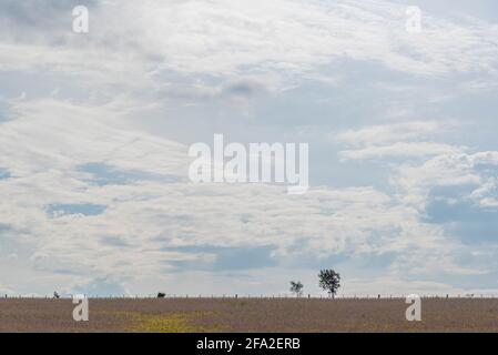 Paesaggio rurale in campi di soia in Brasile. Superficie di aziende agricole e produzione agricola. Produzione di soia per l'esportazione. Foto Stock